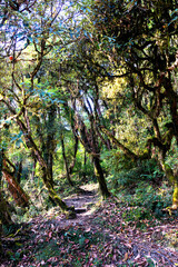 Trail Nepal Himalaya Mountains The