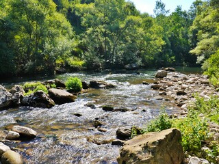calm stream in the forests