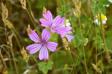 Mallow flowers in grass meadow, the flowers have five petals of lilac, pink or whitish color.