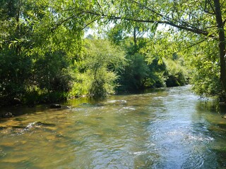 Green river in the woods