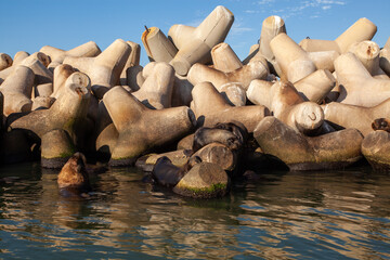 Fototapeta premium sea lions in the sanctuary