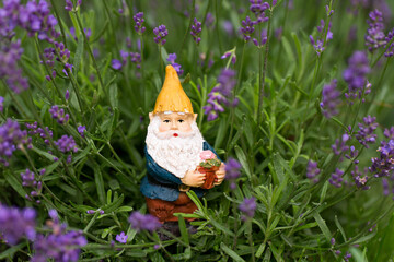 Selective focus horizontal portrait of cute miniature garden gnome in blooming purple English...