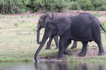 African Elephants playing by the Chobe river in Botswana
