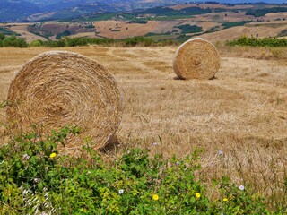 hay bales in the field