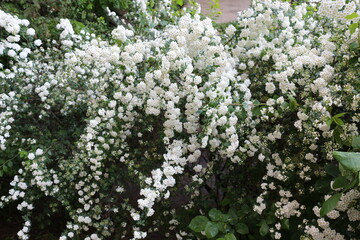 Delicate white flowers bloom on a bush in a spring garden