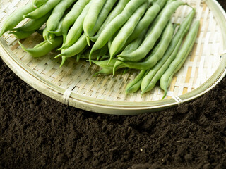 畑土の上で竹ザルの上にのったインゲン豆
