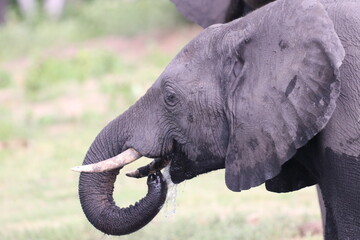 Obraz premium African Elephants playing by the Chobe river in Botswana