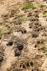 The footprint of a cow
