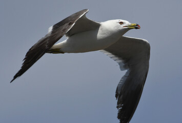 Naklejka premium カモメ