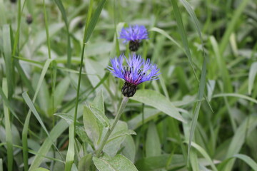 Blue cornflowers bloomed in the garden in spring