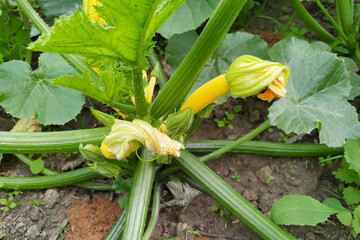 Squash blossom. Edible yellow-orange flowers. Top view.