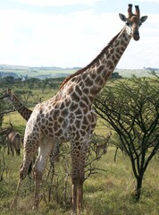 Giraffe