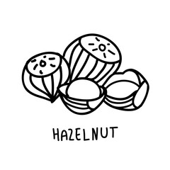 Hazelnut line illustration. Nut vector icon.