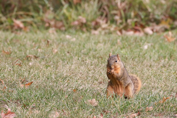 Naklejka na ściany i meble Squirrel gathering nuts in the autumn getting ready for winter