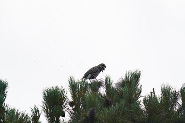 a nutcracker perched in the morning sun on a swiss stone pine