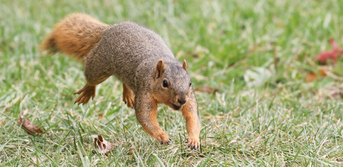 Squirrel gathering nuts in the autumn getting ready for winter