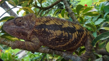 Giant Forest Chameleon, Bali, Indonesia