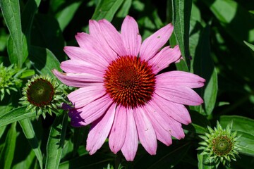 Fototapeta premium A close up view of the bright pink flower in the garden.