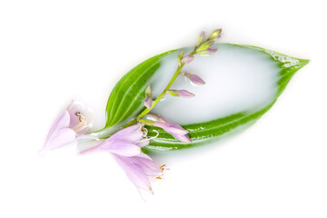 Hosta flowers and leaves in a milk bath. Conceptual photography: purity, tenderness, body care....