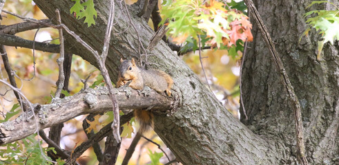 Squirrel gathering nuts in the autumn getting ready for winter