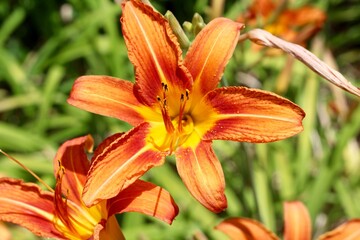 A close view on the bright orange lily in the sunlight.
