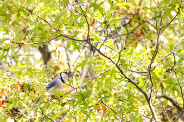 Obraz premium BlueJay in the tree at Indian Lake.