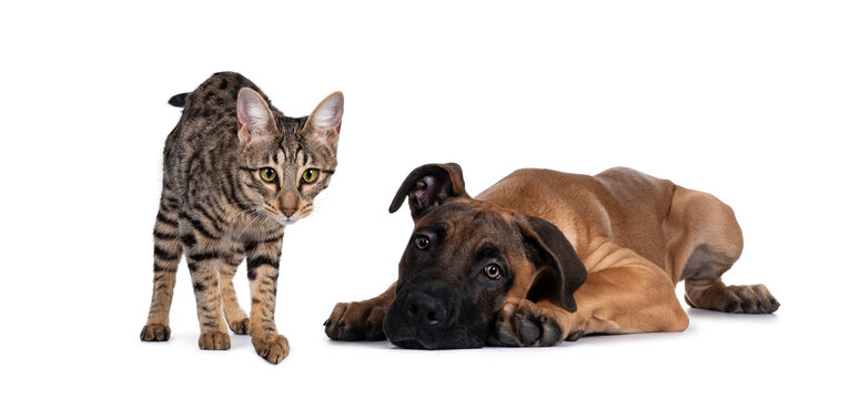 Savannah F7 cat and Boerboel malinois cross breed dog, playing together. Cat standing looking to camera, dog laying down. Isolated on white background.