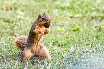Squirrel gathering nuts in the autumn getting ready for winter