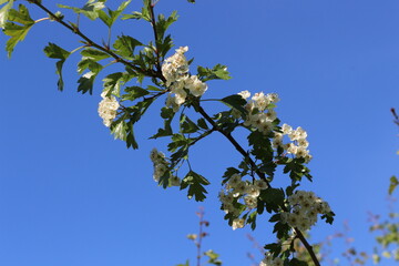 Delicate white flowers bloom on a hawthorn tree in a spring garden