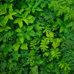 Green background from the leaves of various field herbs.