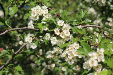 Delicate white flowers bloom on a hawthorn tree in a spring garden