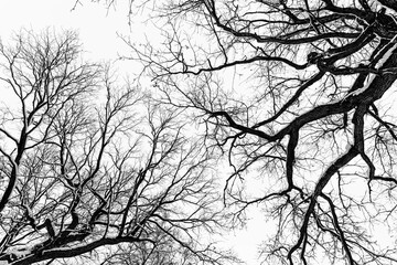 Black and white textured background. Winter tree branches against the sky. Trees bottom up view.
