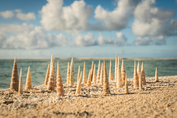 seashell forrest on beach