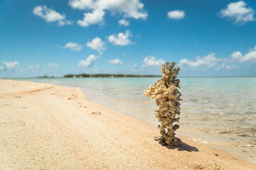coral rock on sandy beach