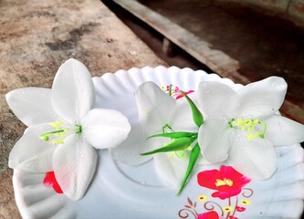 White Flower_Beautiful walpaper