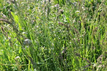 
Raindrops lie on blades of grass and shine in the sun