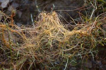 Cuscuta epiphytum plant. 