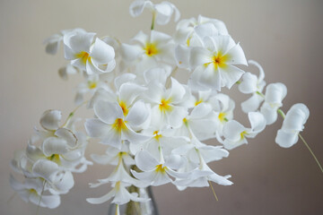 Plumeria flowers arrangement design 
