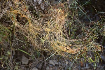 Parasitic plant called Cuscuta epiphytum.