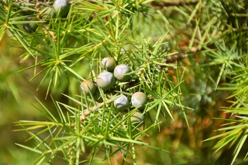 Fruit of common juniper (Juniperus communis). Its fruits are used to flavor meats, sauces and fillings.