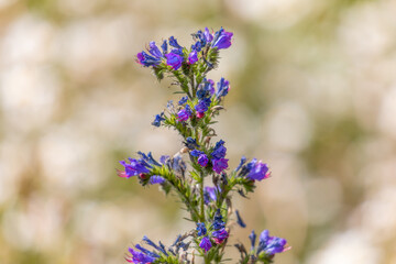 Close Up of Purple Flowers