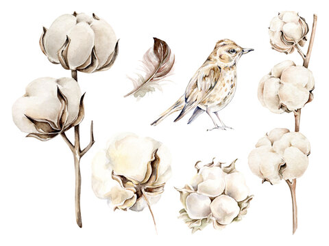 Watercolor cotton collection:cotton balls,cotton branch and bird.Botanical illustration.Cotton flower isolated on white background