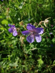 blue forest flowers in the grass at the edge of the forest