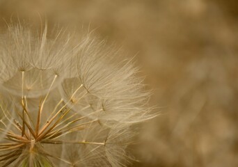 Close-up view of Tragopogon seeds about to fly off the roadside.