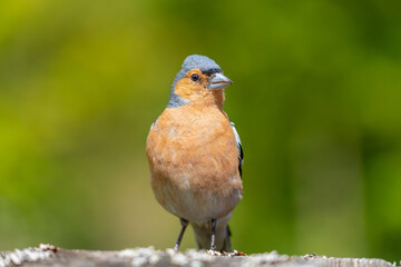 Close Up of Chaffinch Bird