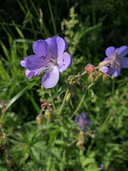 blue forest flowers in the grass at the edge of the forest