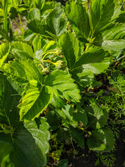 Kamen-na-Obi, Altai, Russia - May 22, 2020:  White flowers and ripening berries of wild strawberries in green grass. Vertical.