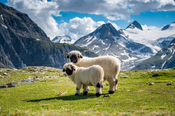 Wallis Blacknose schapen op Nufenenpass in de Walliser Alpen