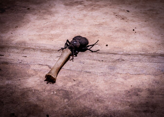 black beetle insect in middle east