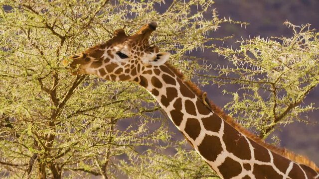 Girafe broute arbuste dans la savane Africaine Kenya
